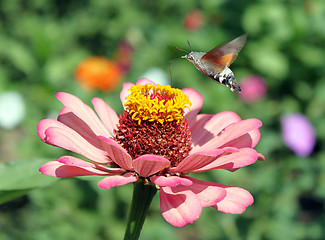 Image showing sphinx hawk 