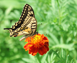 Image showing Papilio Machaon