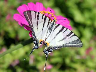 Image showing butterfly Scarce Swallowtail