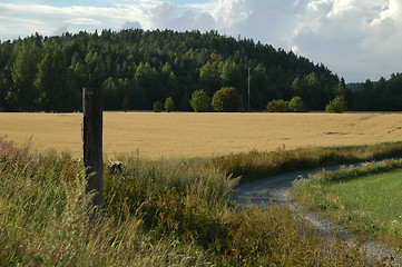 Image showing Cornfield and road