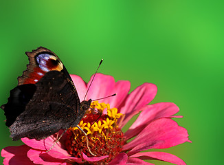 Image showing background with butterfly 