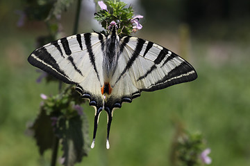 Image showing butterfly (Scarce Swallowtail) 