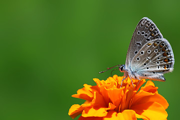 Image showing common blue butterfly