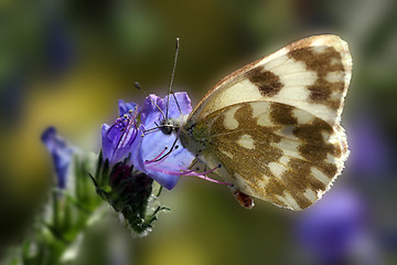 Image showing butterfly (pontia daplidice)
