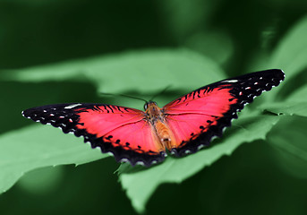 Image showing butterfly (Red Lacewing)
