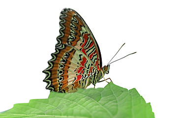 Image showing butterfly Red Lacewing