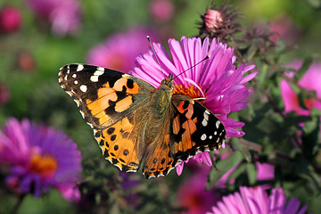 Image showing butterfly Painted Lady