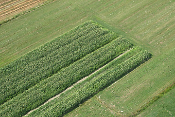 Image showing Meadows and fields