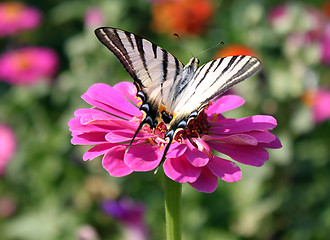 Image showing  butterfly on flower