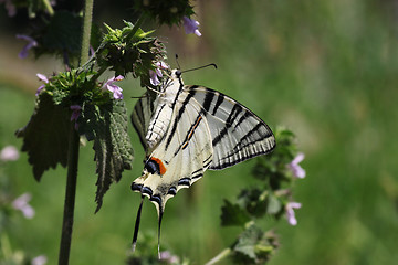 Image showing butterfly in a grass