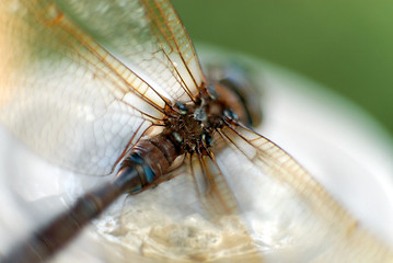 Image showing damselfly