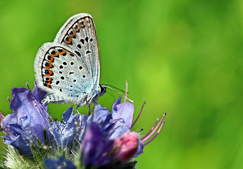 Image showing common blue butterfly