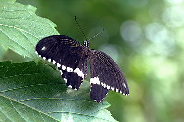 Image showing black butterfly