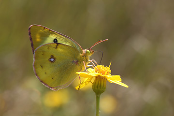 Image showing brimstone butterfly