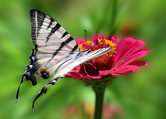 Image showing butterfly on flower