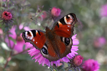 Image showing butterfly (european peacock)