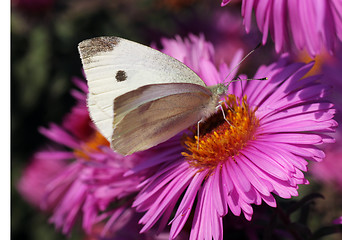 Image showing white cabbage butterfly