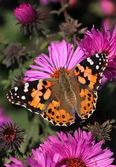 Image showing butterfly (Painted Lady)