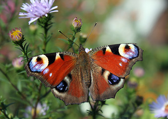 Image showing butterfly European Peacock