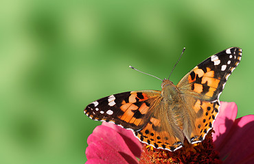 Image showing butterfly (Painted Lady)