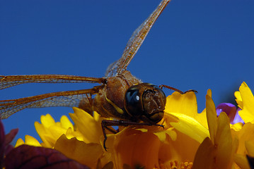 Image showing dragonfly