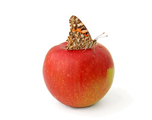 Image showing butterfly on apple