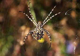 Image showing spider