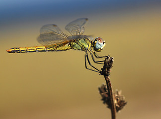 Image showing dragonfly