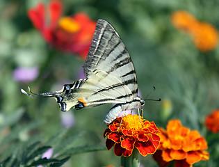 Image showing butterfly on flower