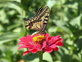 Image showing Papilio Machaon