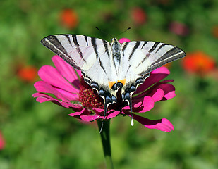 Image showing butterfly (Scarce Swallowtail)