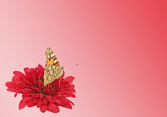 Image showing butterfly on flower