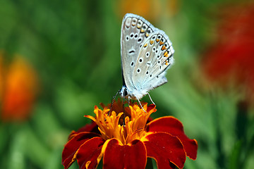 Image showing butterfly on marigold