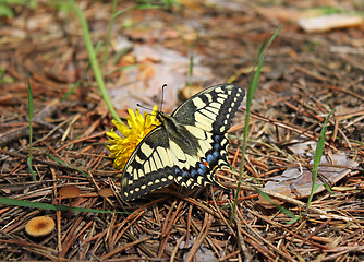 Image showing buttrefly (machaon)