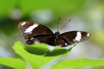 Image showing The Great Eggfly butterfly 