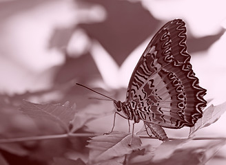 Image showing butterfly (Red Lacewing)