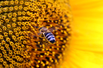 Image showing bee flying to sunflower