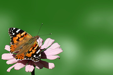 Image showing butterfly on flower over green