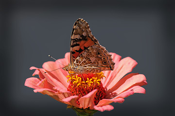 Image showing butterfly Painted Lady