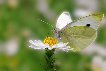 Image showing white cabbage butterfly