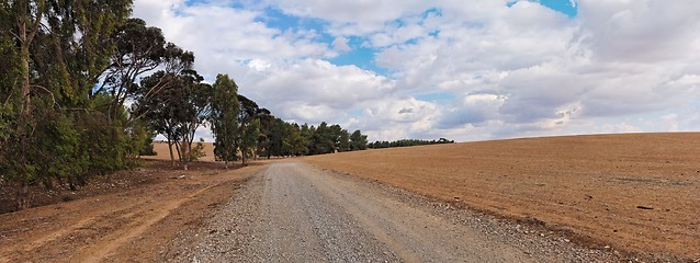 Image showing Road at the edge of plowed field and eucalyptus grove