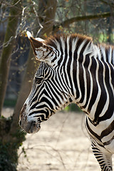 Image showing Zebra, paticular