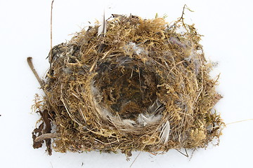 Image showing Bird's nest