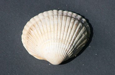 Image showing shell