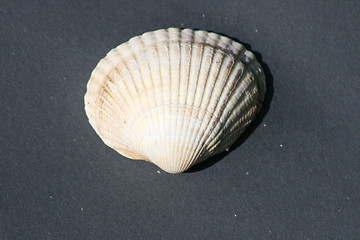 Image showing shell