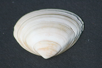 Image showing shell