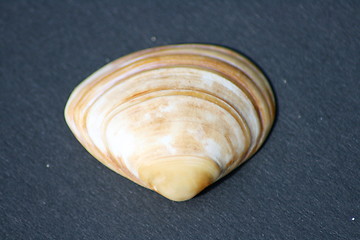 Image showing shell