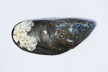 Image showing shell 