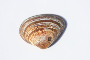 Image showing brown round shell 