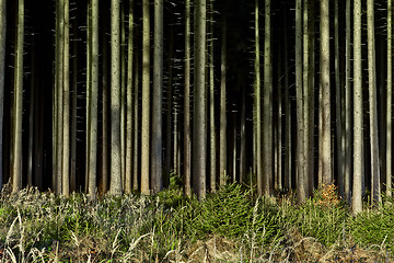 Image showing dark black forest